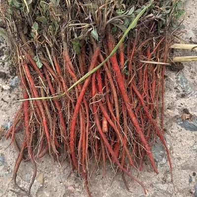 丹參種苗與藥品批發(fā)市場的雙軌發(fā)展 機(jī)遇、挑戰(zhàn)與規(guī)范路徑